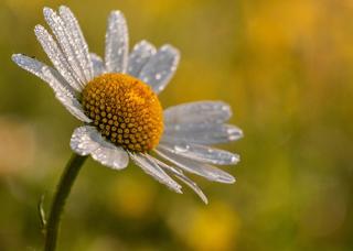 Gänseblümchen