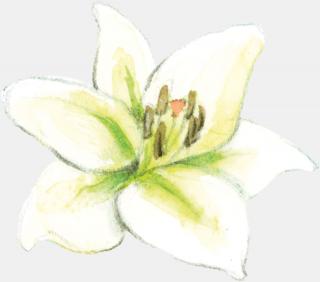 Symbol Lilie